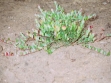 biljka-u-vegetaciji-2