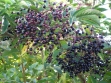 elder-sambucusnigra-fruits