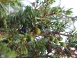 juniper-berries