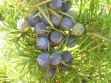 juniperus_communis_pesaro_colt-_110705_1