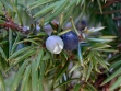juniperus_communis_var_depressa_5