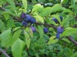 blackthorn-prunusspinosa-fruits